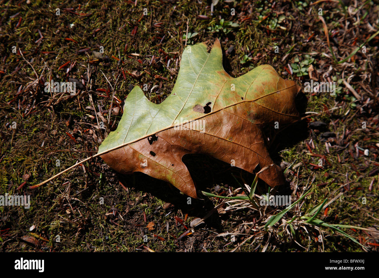 Foglia di quercia bianca Quercus stellata caduta in autunno vista dall'alto primo piano orizzontale negli USA US ad alta risoluzione Foto Stock