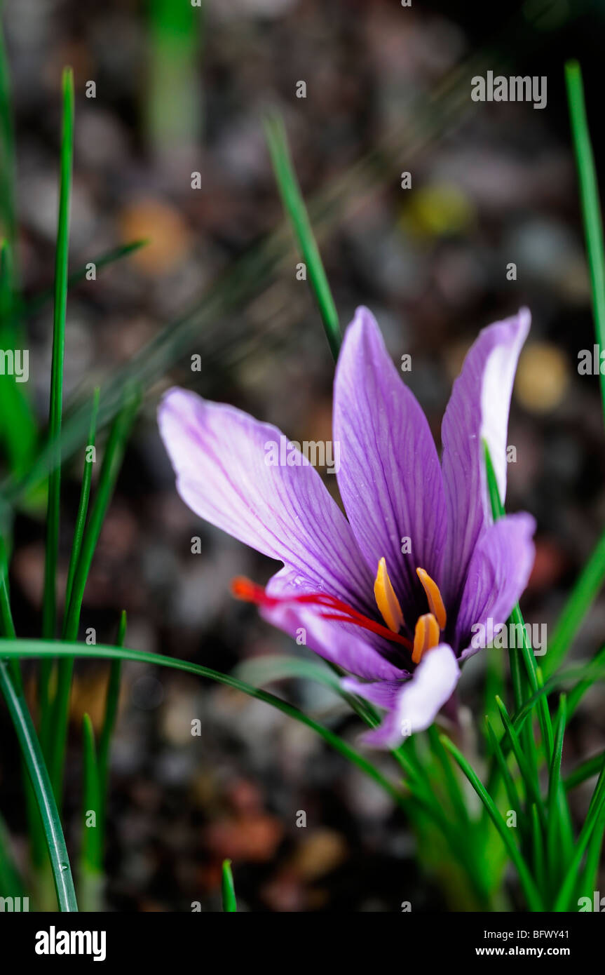 Crocus sativus autunno Crocus Zafferano fiore unico aprire bloom fiore rosso porpora stame Foto Stock