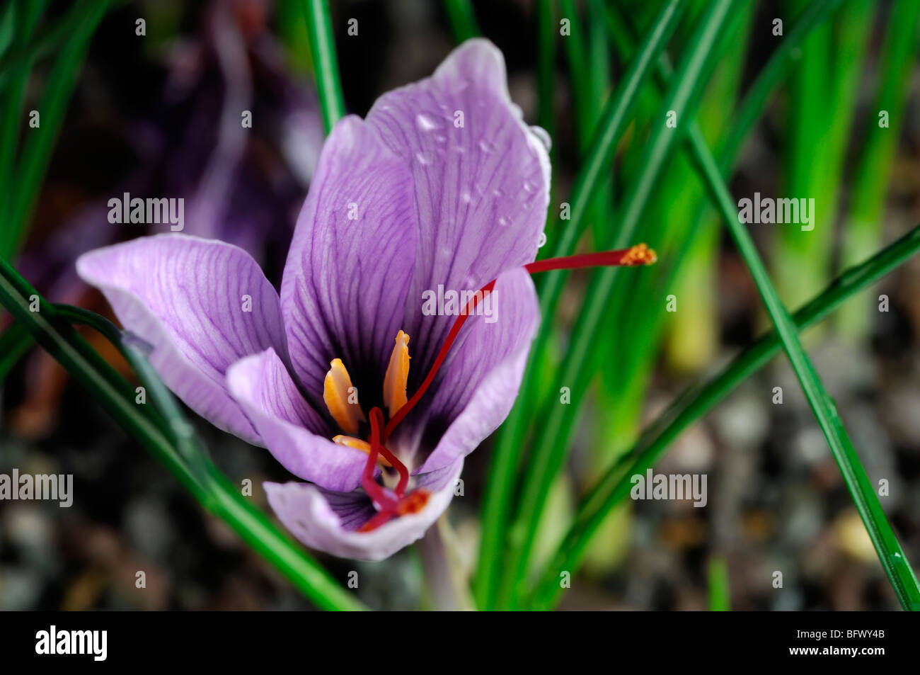 Crocus sativus autunno Crocus Zafferano fiore unico aprire bloom fiore rosso porpora stame Foto Stock