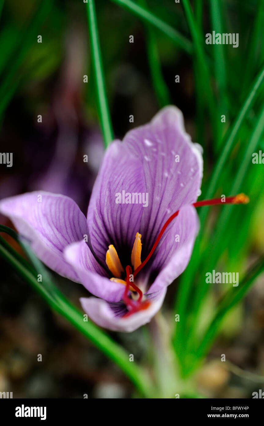 Crocus sativus autunno Crocus Zafferano fiore unico aprire bloom fiore rosso porpora stame Foto Stock