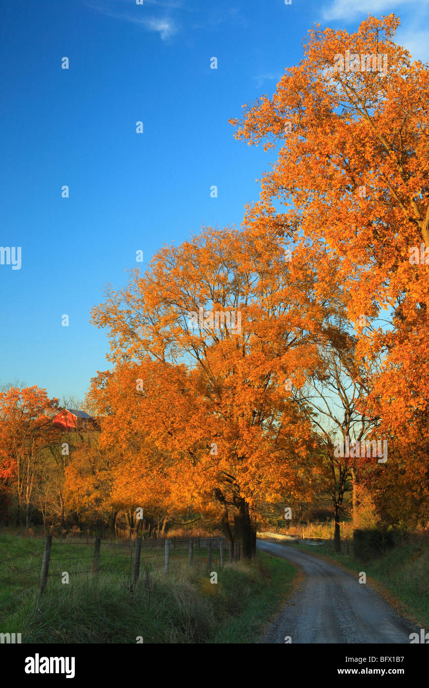 Colorato autunno alberi lungo la strada nei pressi di nuova speranza nella Contea di Augusta, Virginia Foto Stock