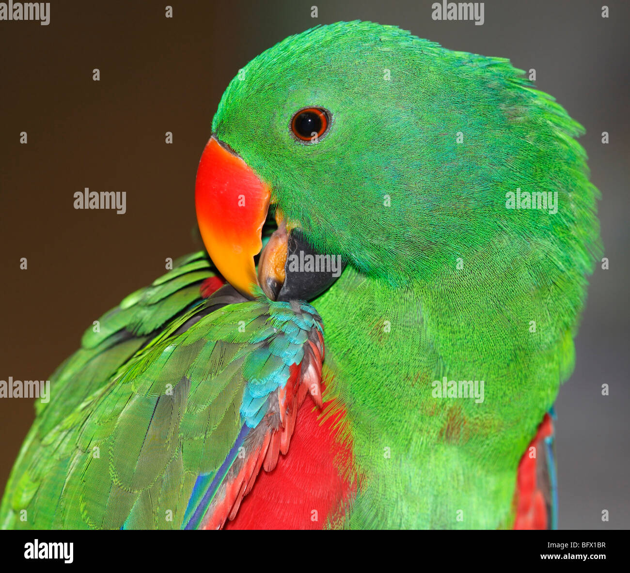 Maschio pappagallo eclectus preening le sue piume Foto Stock