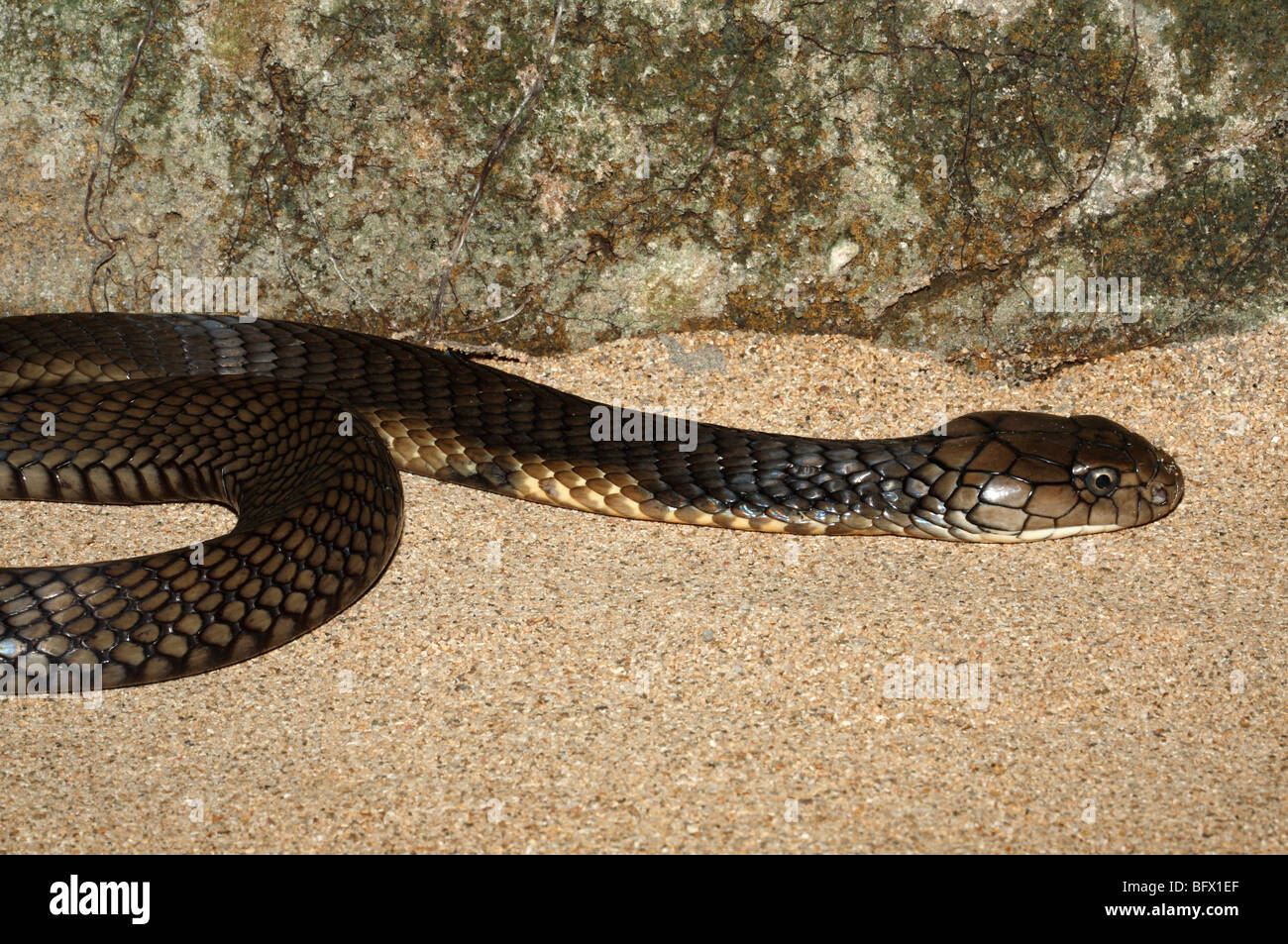 Re Cobra, Ophiophagus hannah, Bali, Indonesia. Questo serpente è il più grande della terra velenosi serpenti Foto Stock