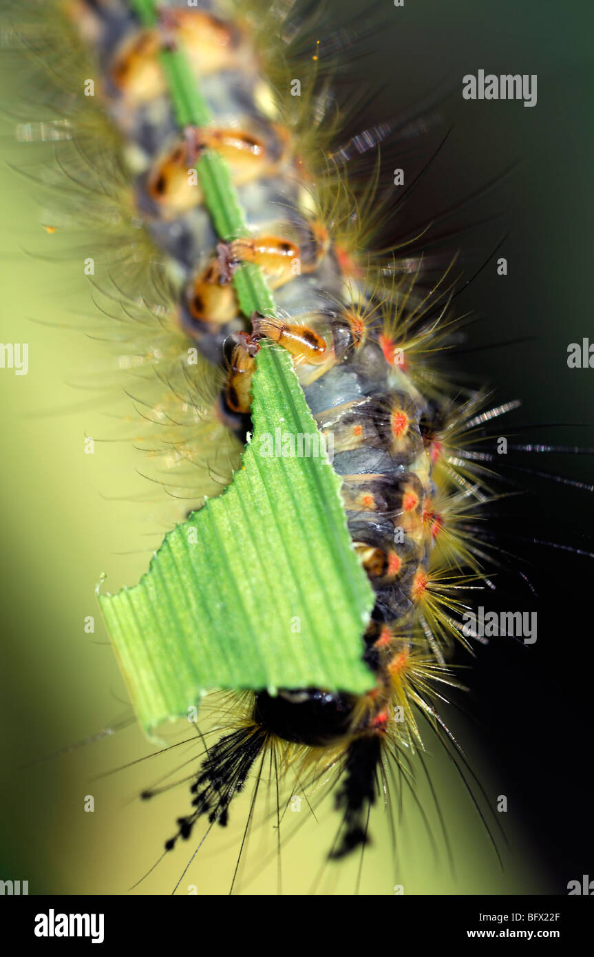 Orgyia antiqua Rusty Tussock Vaporer moth caterpillar larva alimentazione su un verde foglia montbretia pest distruggere la distruzione Foto Stock