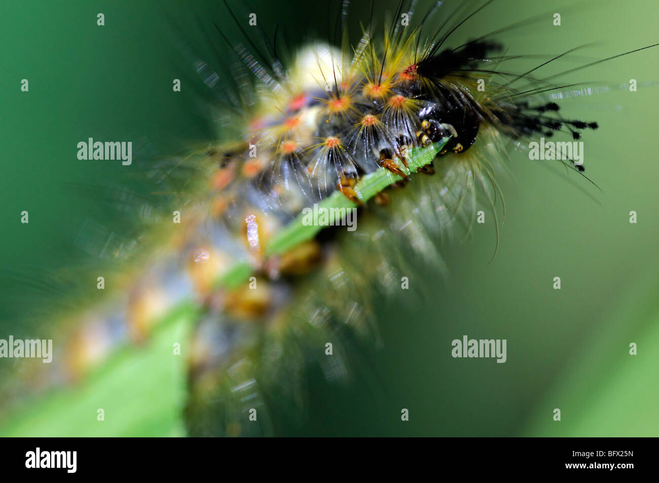 Orgyia antiqua Rusty Tussock Vaporer moth caterpillar larva alimentazione su un verde foglia montbretia pest distruggere la distruzione Foto Stock