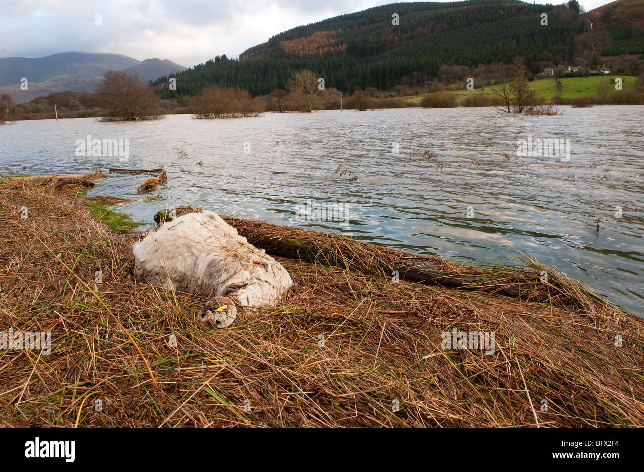 Pecora morta al bordo delle acque dopo le gravi inondazioni in West Cumbria, Novembre 2009 Foto Stock