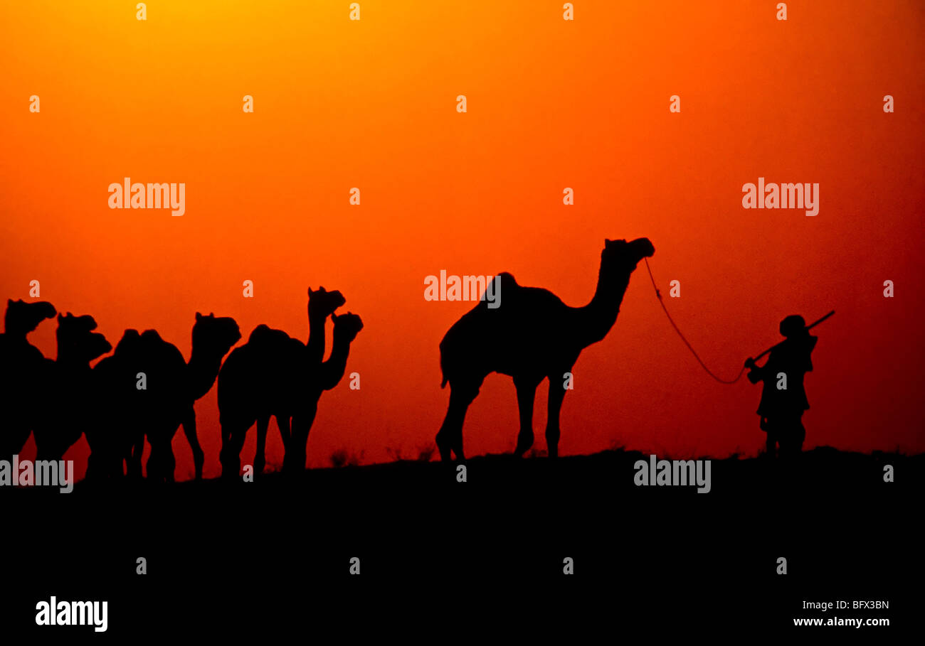 Un nomade herder muove i suoi cammelli attraverso il deserto durante il tramonto in Pushkar, India Foto Stock