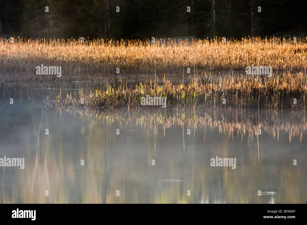 Tifa colonie e salendo la nebbia in beaver pond, con riflessioni di albero in primavera, maggiore Sudbury, Ontario, Canada Foto Stock