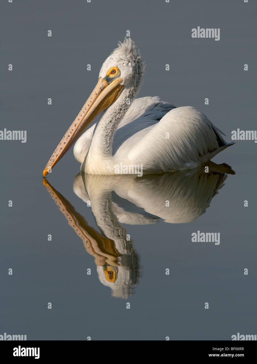 Spot fatturati Pelican con piena riflessione nel lago Foto Stock