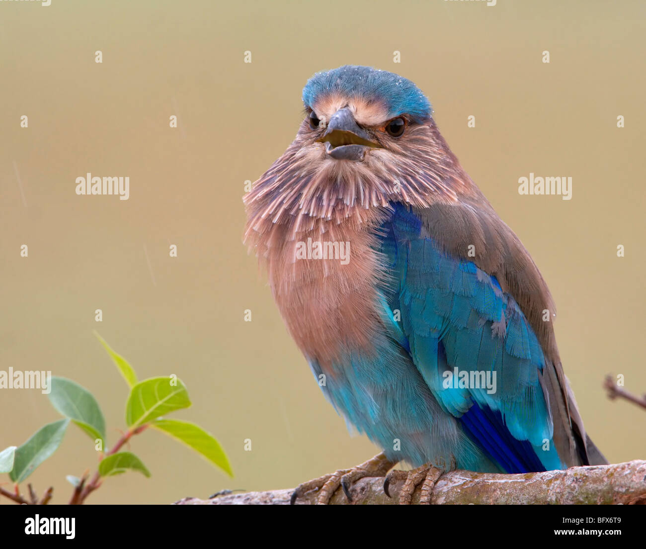 Bella sky Blue Bird rullo indiano close up cinguettio seduta sul ramo con foglie Foto Stock