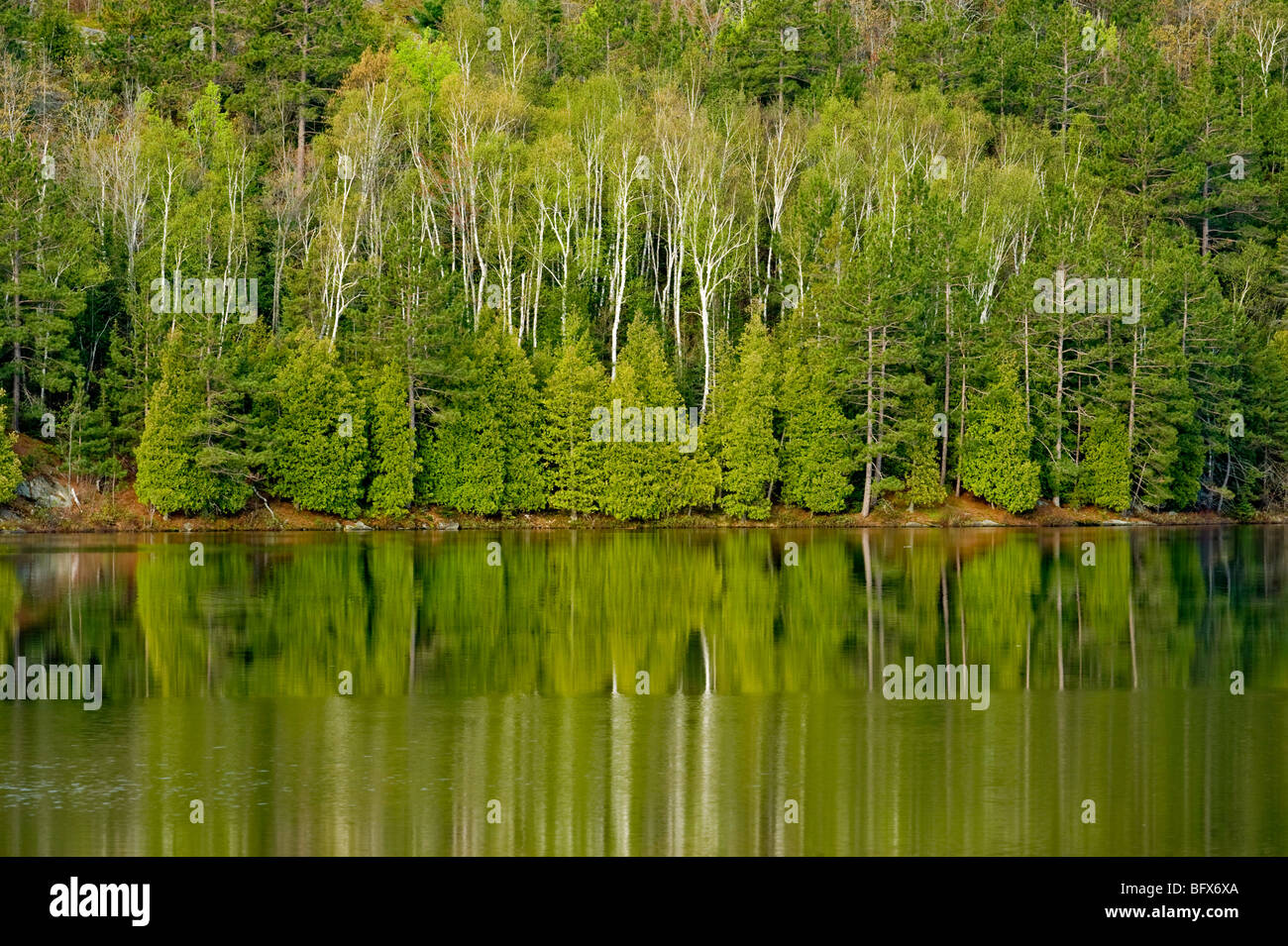 La molla e la foresta di alberi di cedro si riflette in San Pothier Lago Maggiore Sudbury, Ontario, Canada Foto Stock