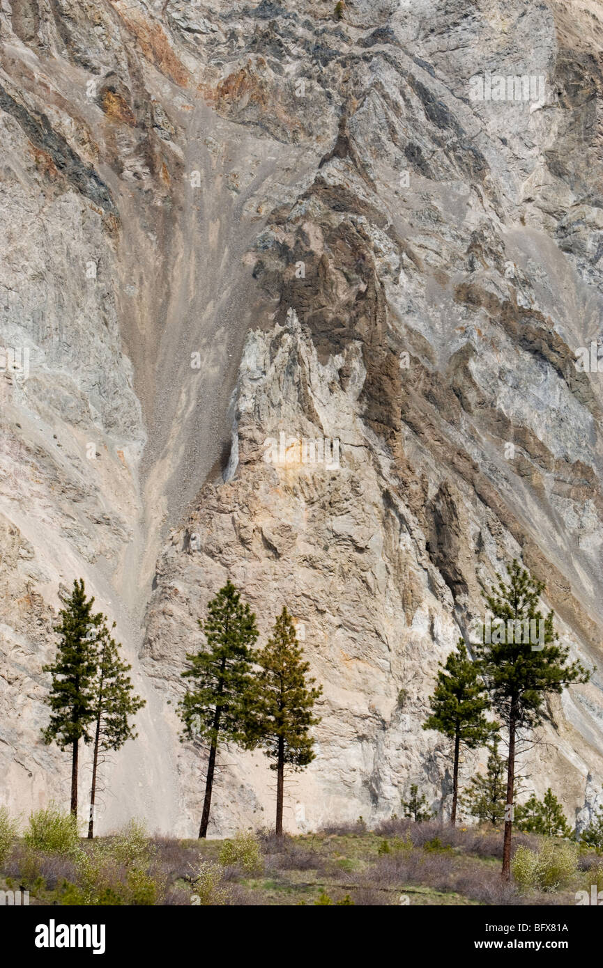 Alberi di pino e pareti del canyon- Thompson River Canyon, vicino Lytton, BC British Columbia, Canada Foto Stock