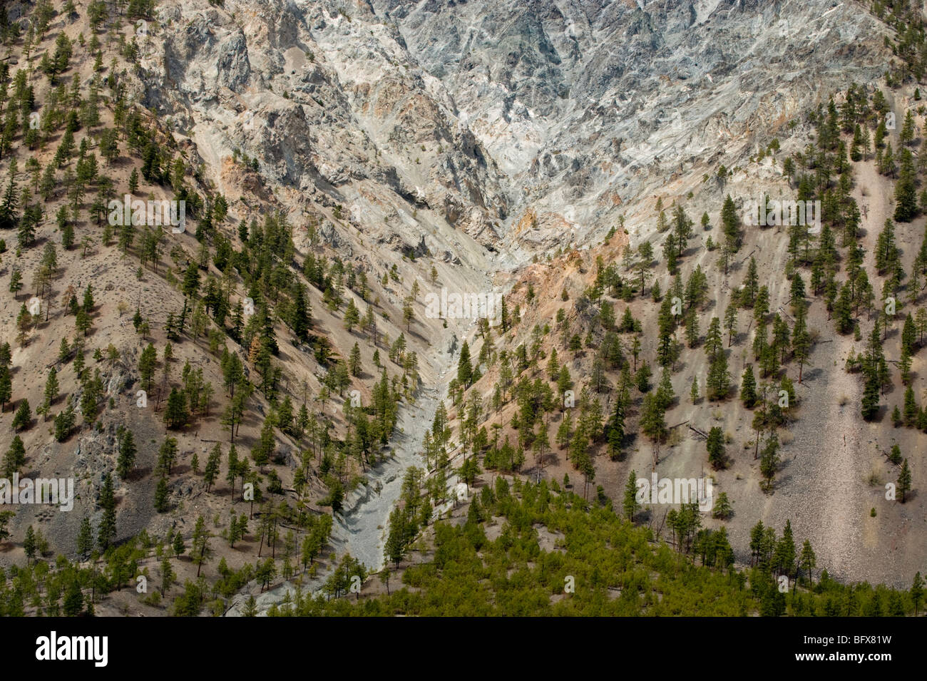 Thompson River Canyon pareti e popolazione di pino in semi arido ambiente, vicino Lytton, BC British Columbia, Canada Foto Stock