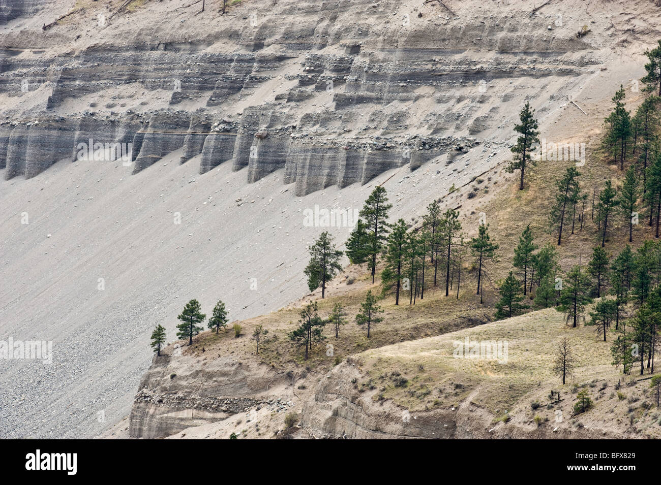 La popolazione di pino su Thompson River Canyon pareti in semi aride ambiente, nei pressi di spenser's Bridge, BC British Columbia, Canada Foto Stock