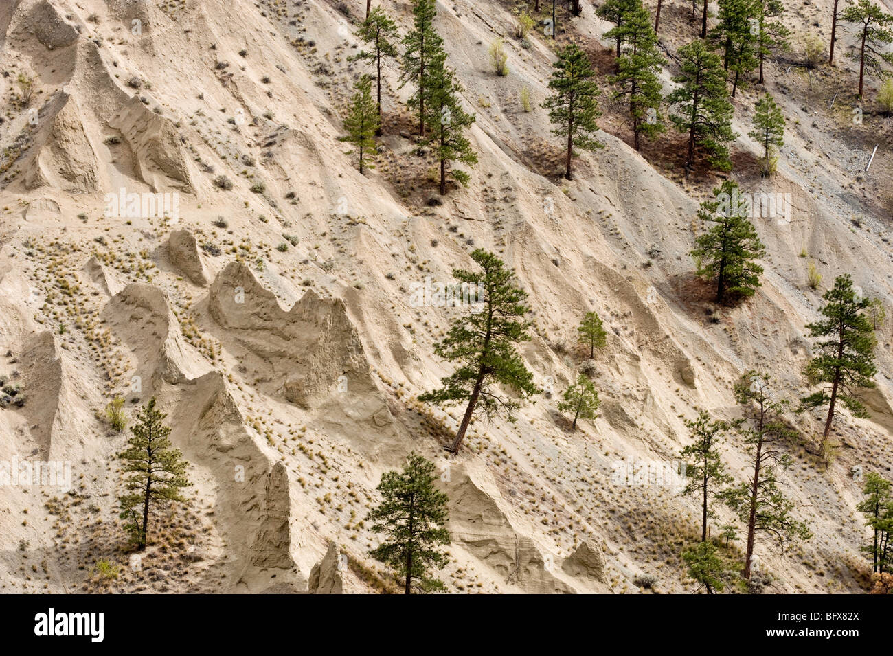 Alberi di pino e eroso canyon pareti- Thompson River, vicino Goldpan Parco Provinciale, BC British Columbia, Canada Foto Stock