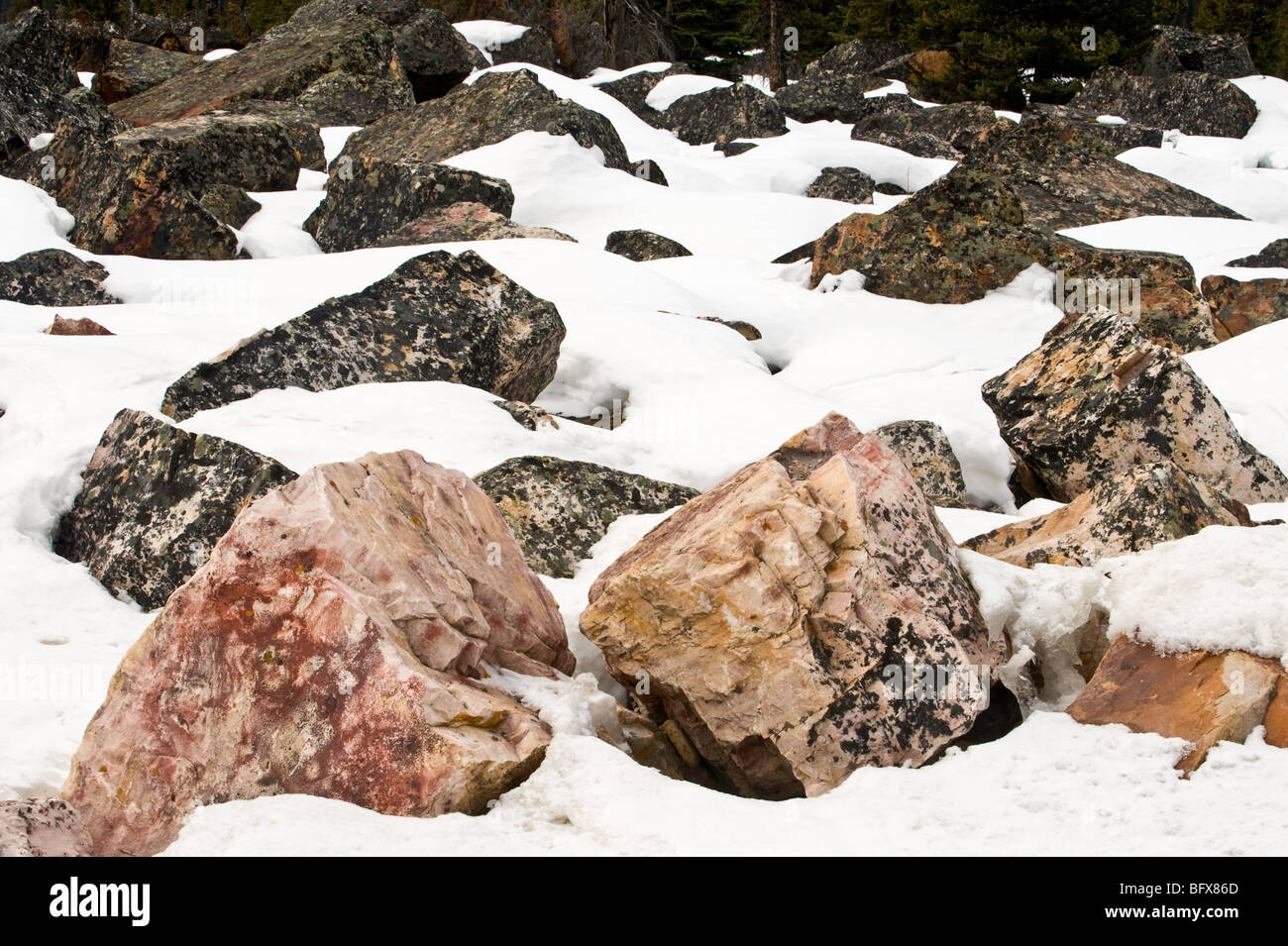 Massi che sporge attraverso la neve che si scioglie in valanga caduta massi, Jasper National Park, Alberta, Canada Foto Stock