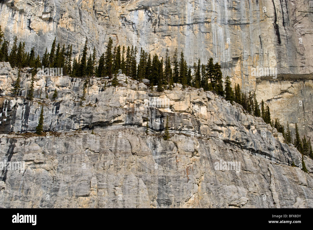 Alberi di pino sulla scogliera battuta presso il Muro del Pianto, il Parco Nazionale di Jasper, Alberta, Canada Foto Stock