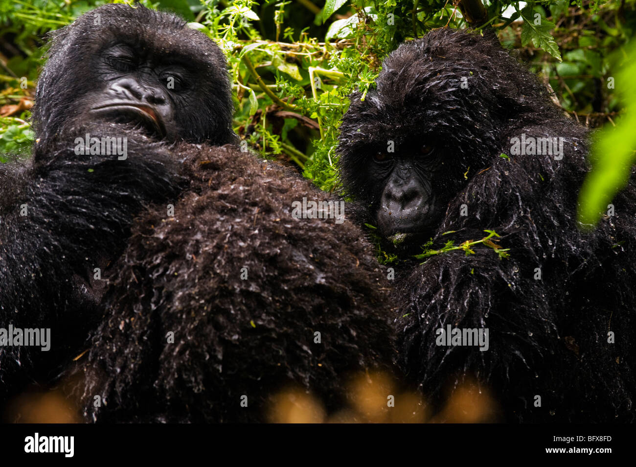 Gorilla sotto la pioggia Foto Stock