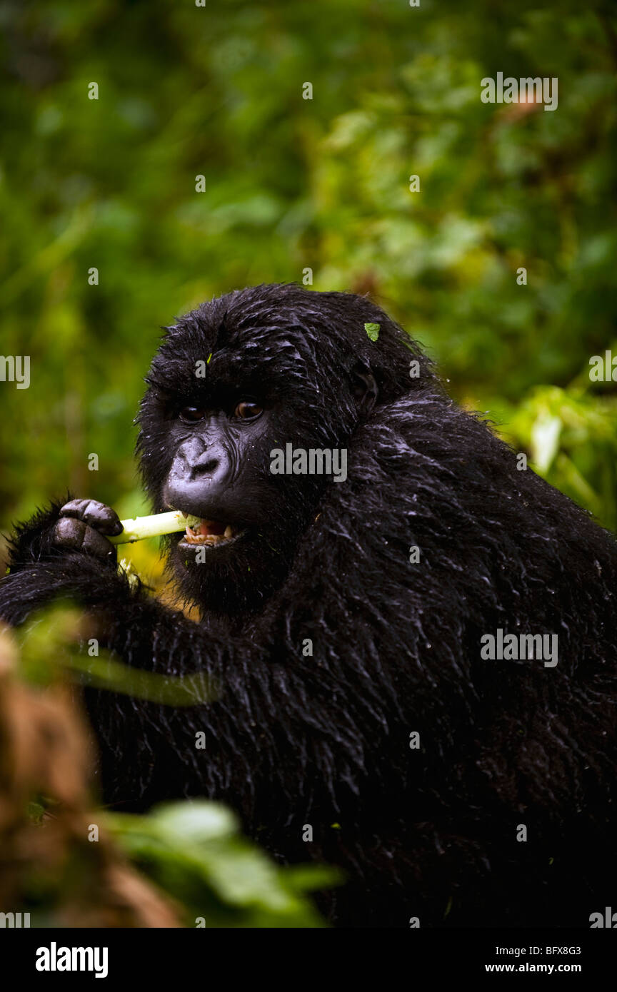 Gorilla di Montagna di mangiare Foto Stock