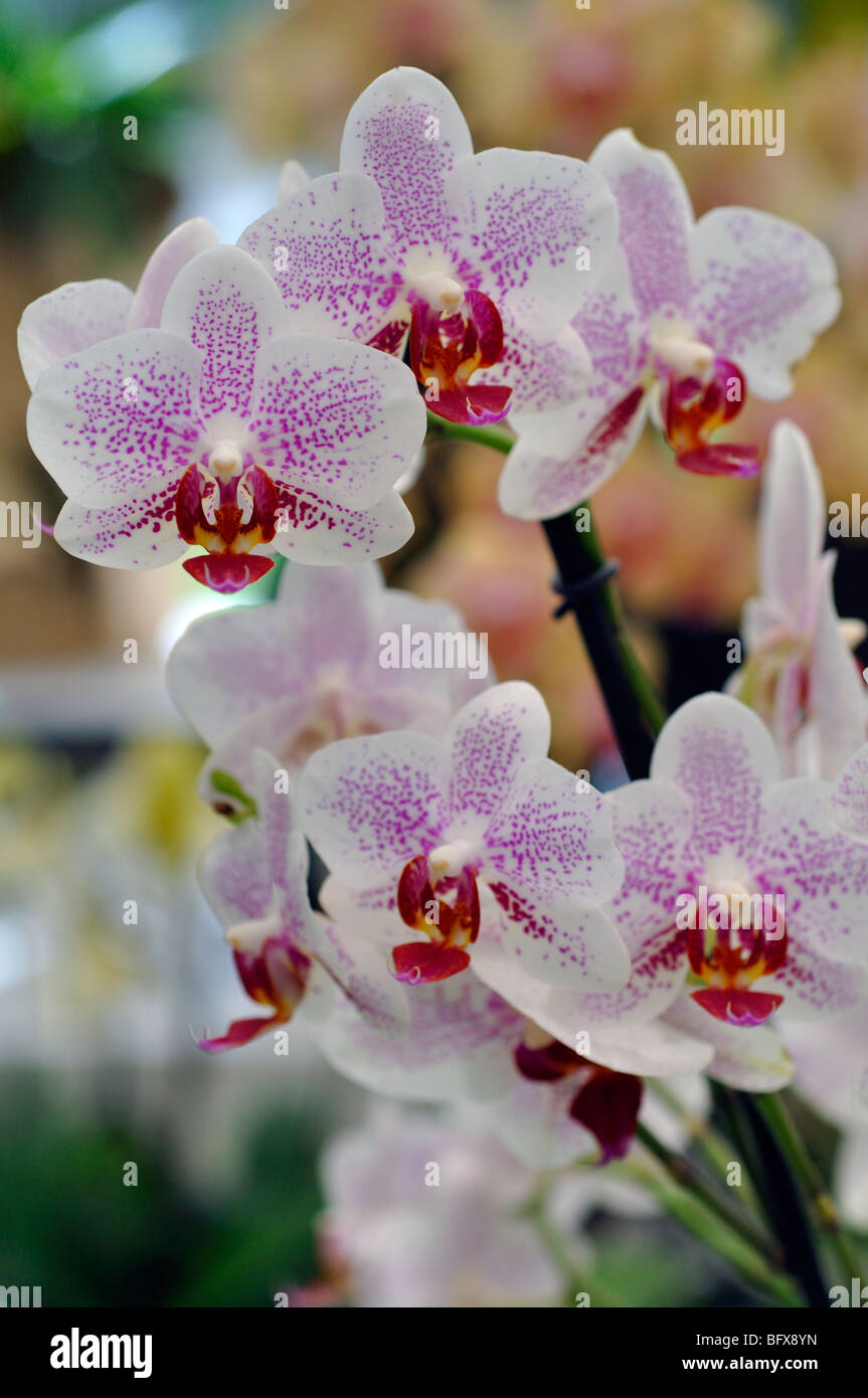 Bianco e rosa (orchidee Phalaenopsis) Foto Stock