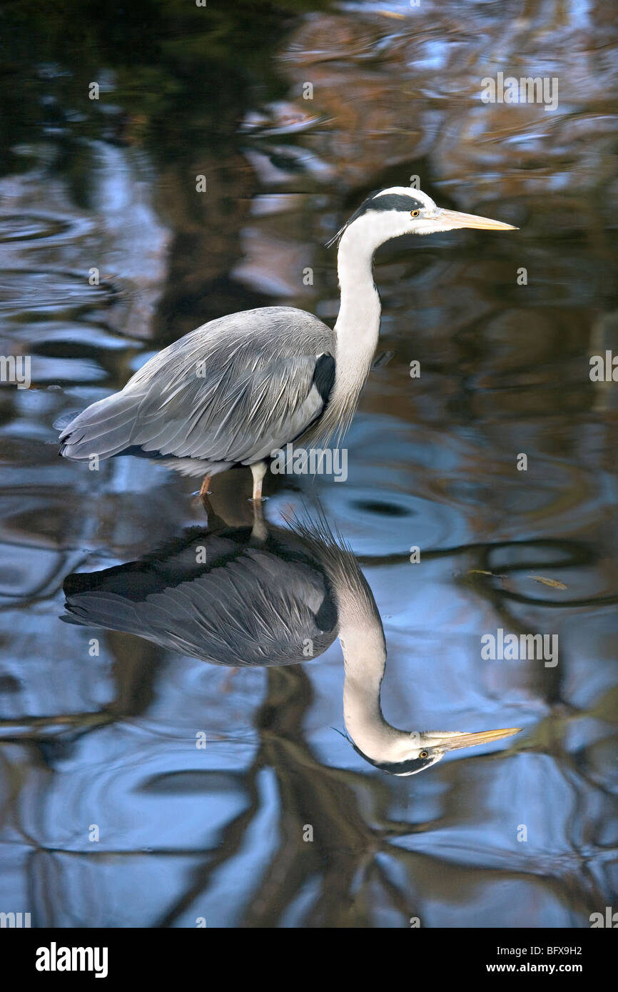 Heron Foto Stock