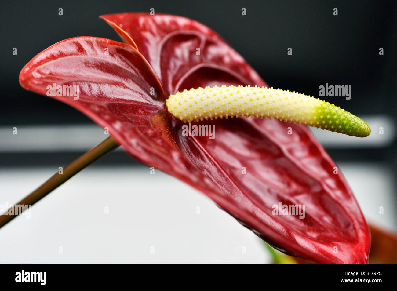 Fiore rosso di Anterhurium Flamingo - Anterhurium andraeanum Foto Stock