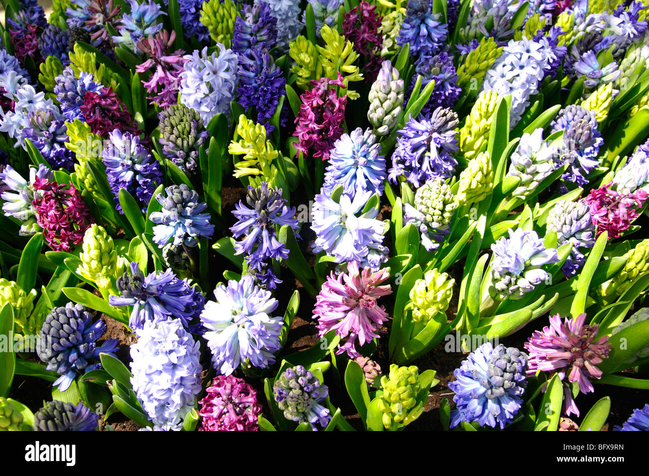 Giacinti (Hyacinthus orientalis) Foto Stock