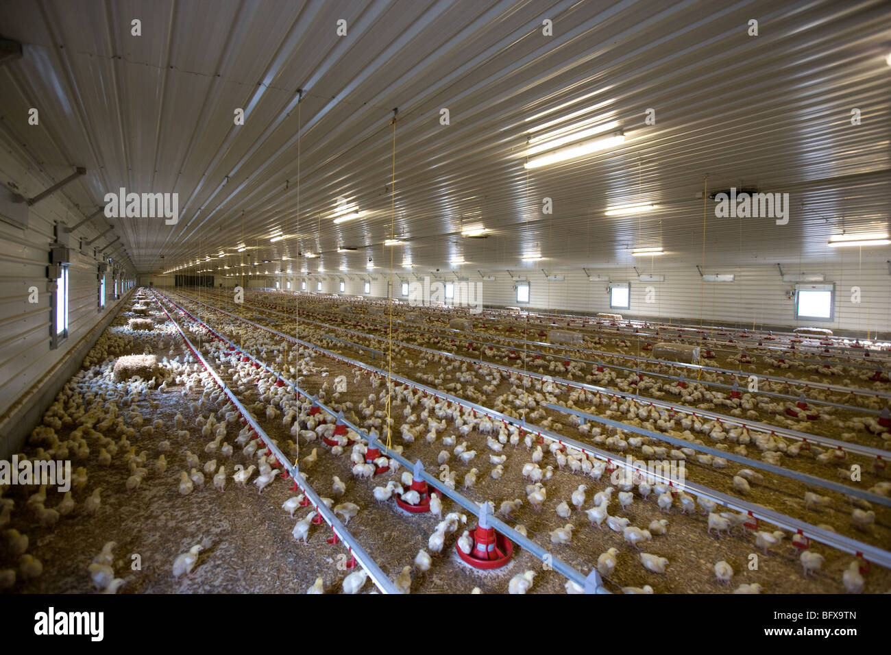 All'interno di un capannone di pollo Foto Stock