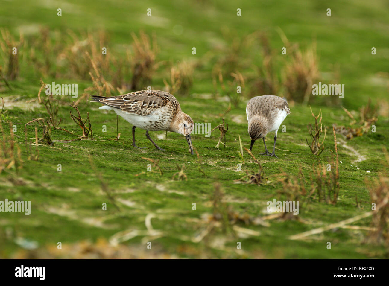 Due dunlin alimentazione lungo il litorale porto Pagham Foto Stock Due dunlin alimentazione lungo il litorale porto Pagham Foto Stock