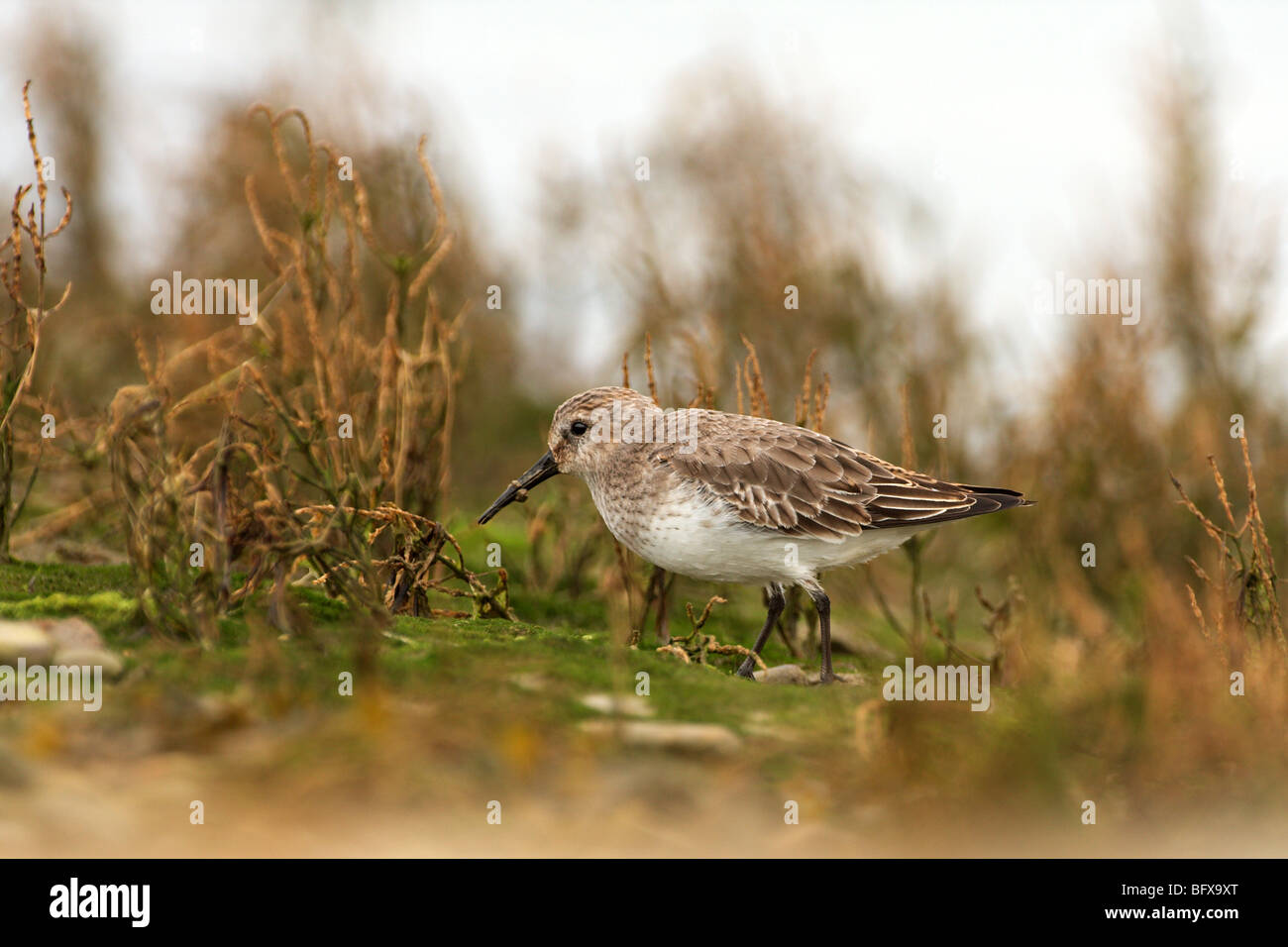 Il piovanello solitario probing nel fango per il cibo. Foto Stock Il piovanello solitario probing nel fango per il cibo. Foto Stock