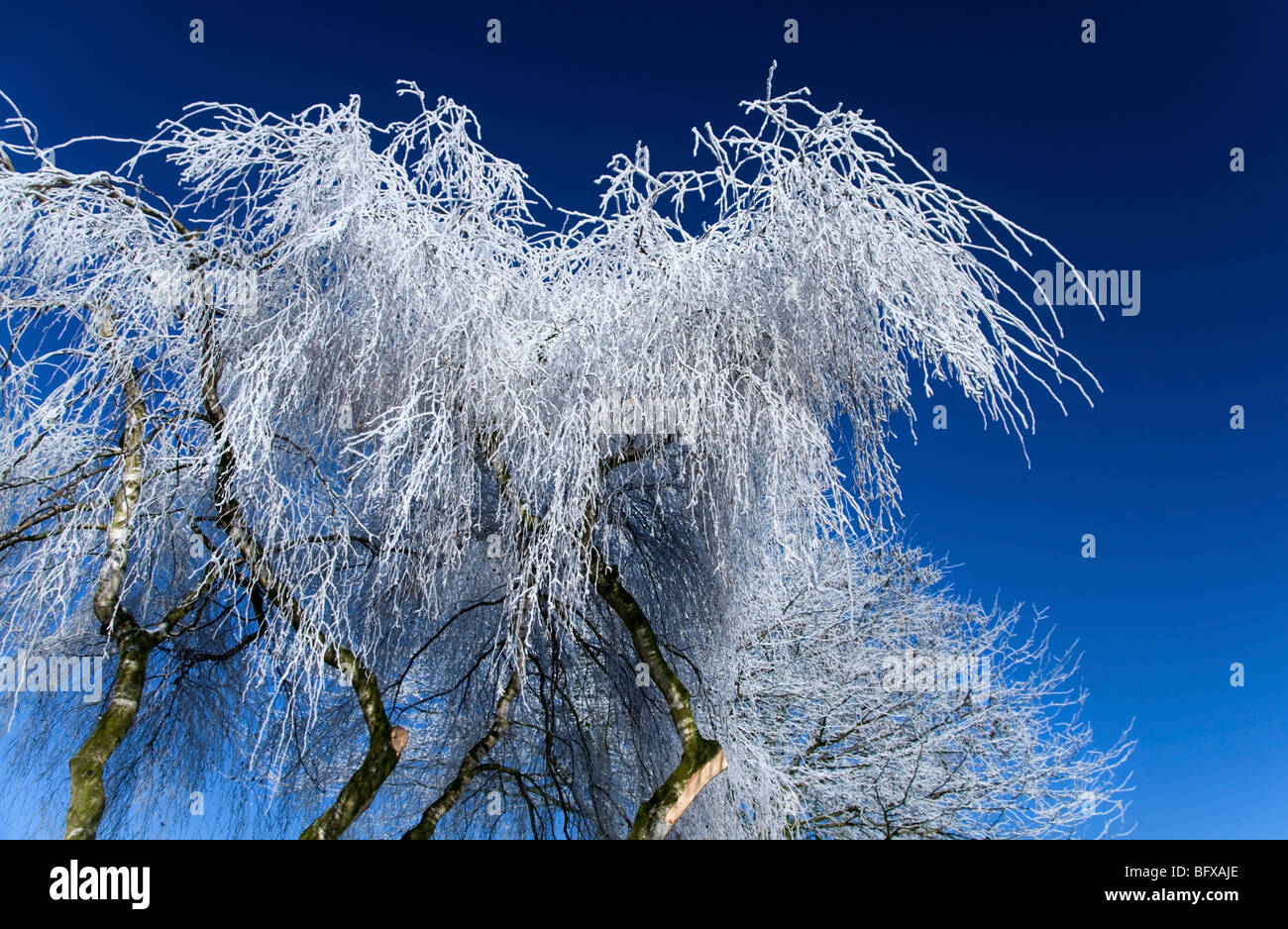 Frost alberi ricoperti di contrasto contro un profondo cielo blu Foto Stock