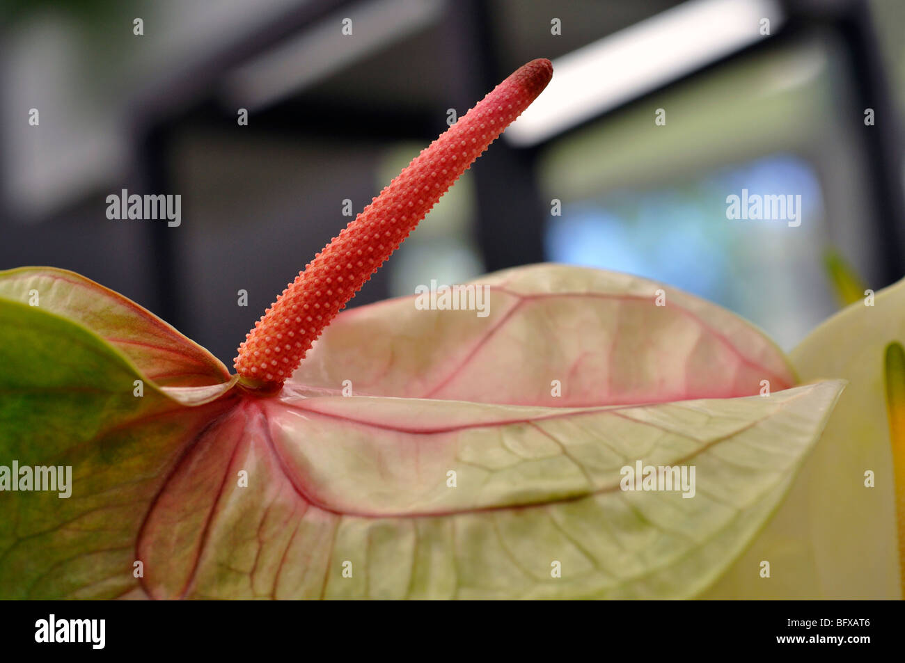 Rosa fenicottero anthurium fiore Foto Stock