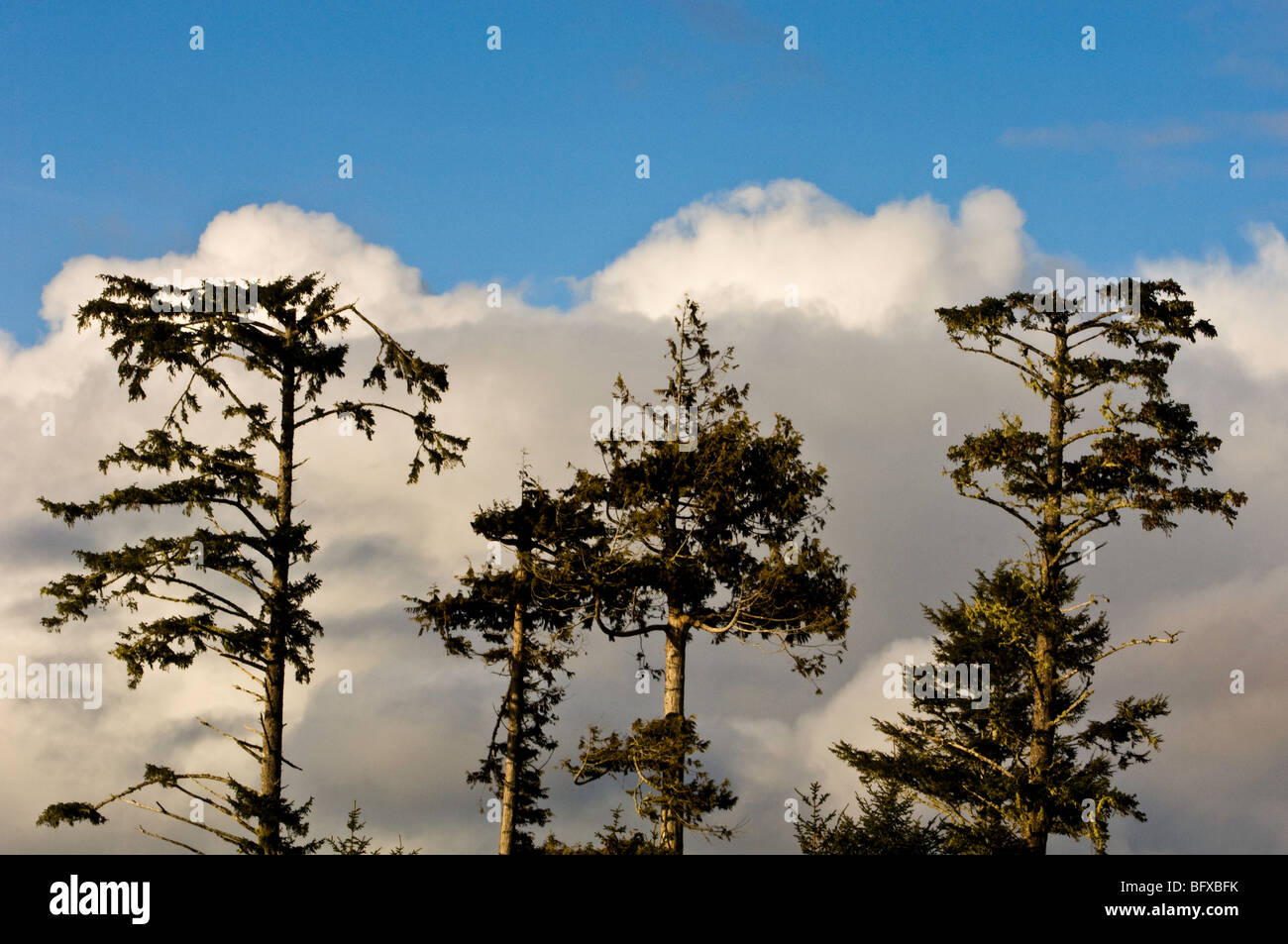 Sitka abeti rossi silhouette vicino a Spiaggia di MacKenzie, Tofino, BC British Columbia, Canada Foto Stock