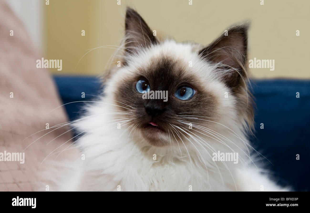 Carino gattino in posa divertente Foto Stock