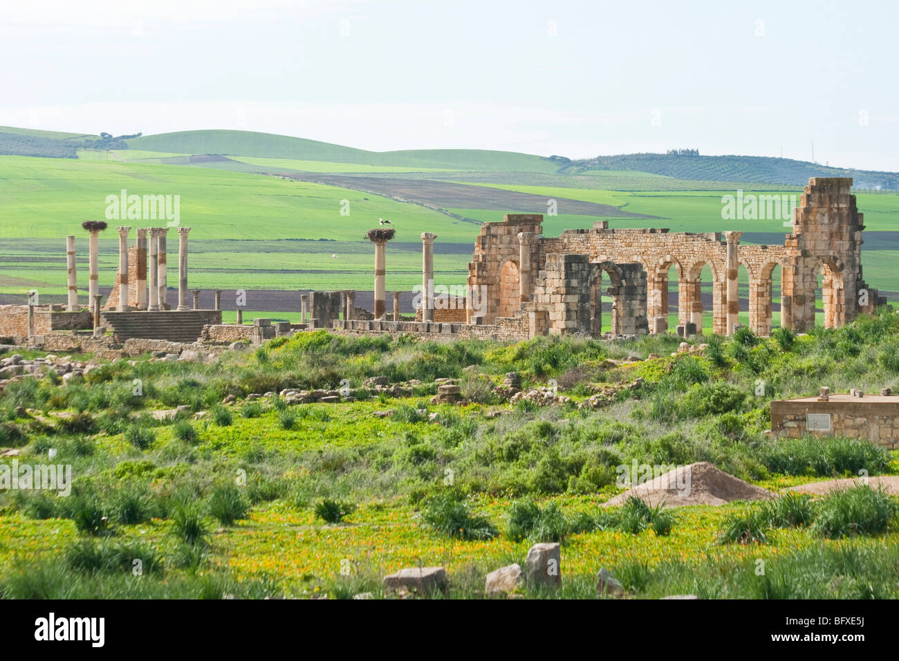 Basilica romana rovine di Volubilis in Marocco Foto Stock