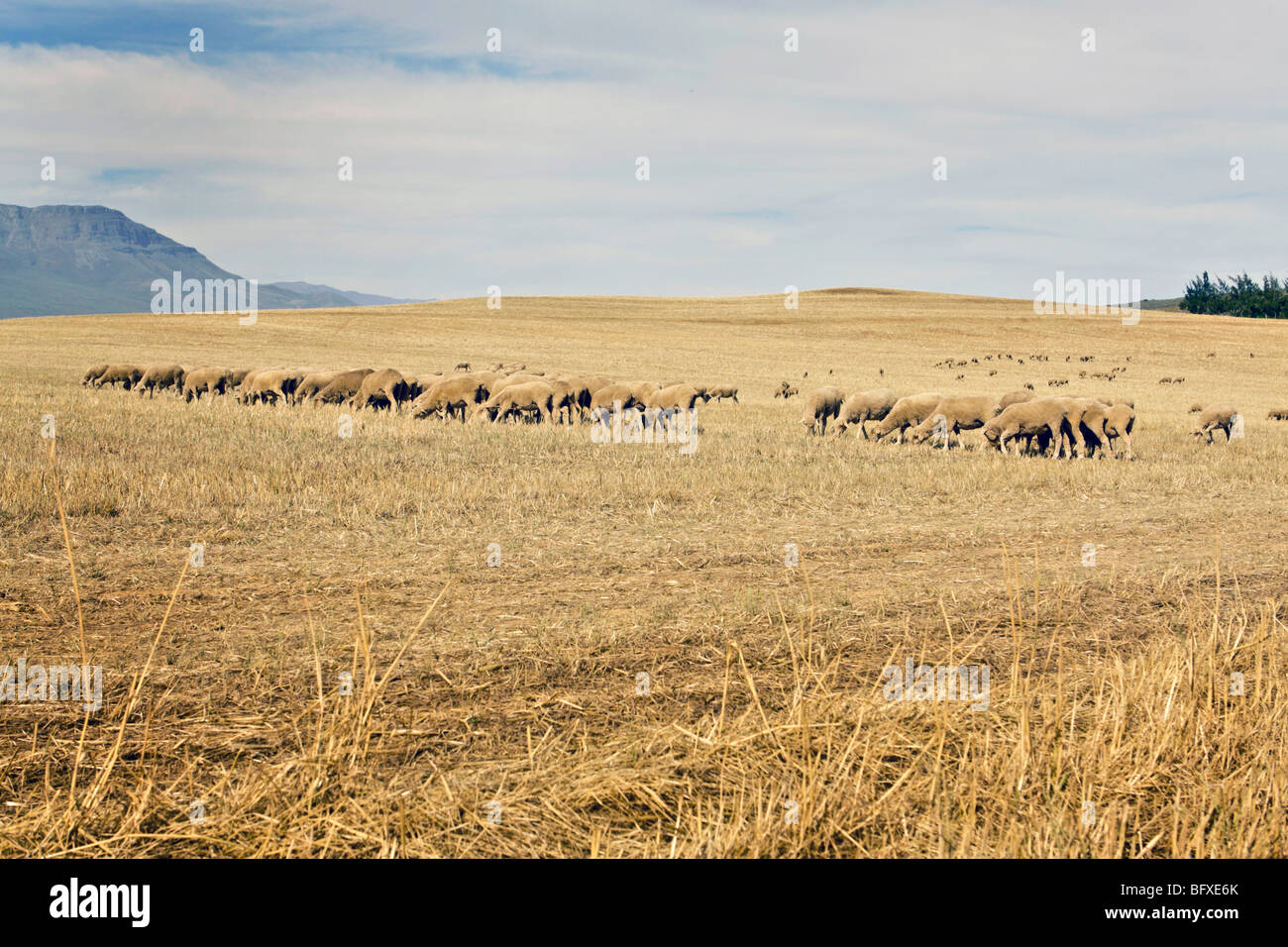 Pecore Merino pascolando nella stubbles di un campo di grano in una fattoria vicino a Cerere, Sud Africa Foto Stock