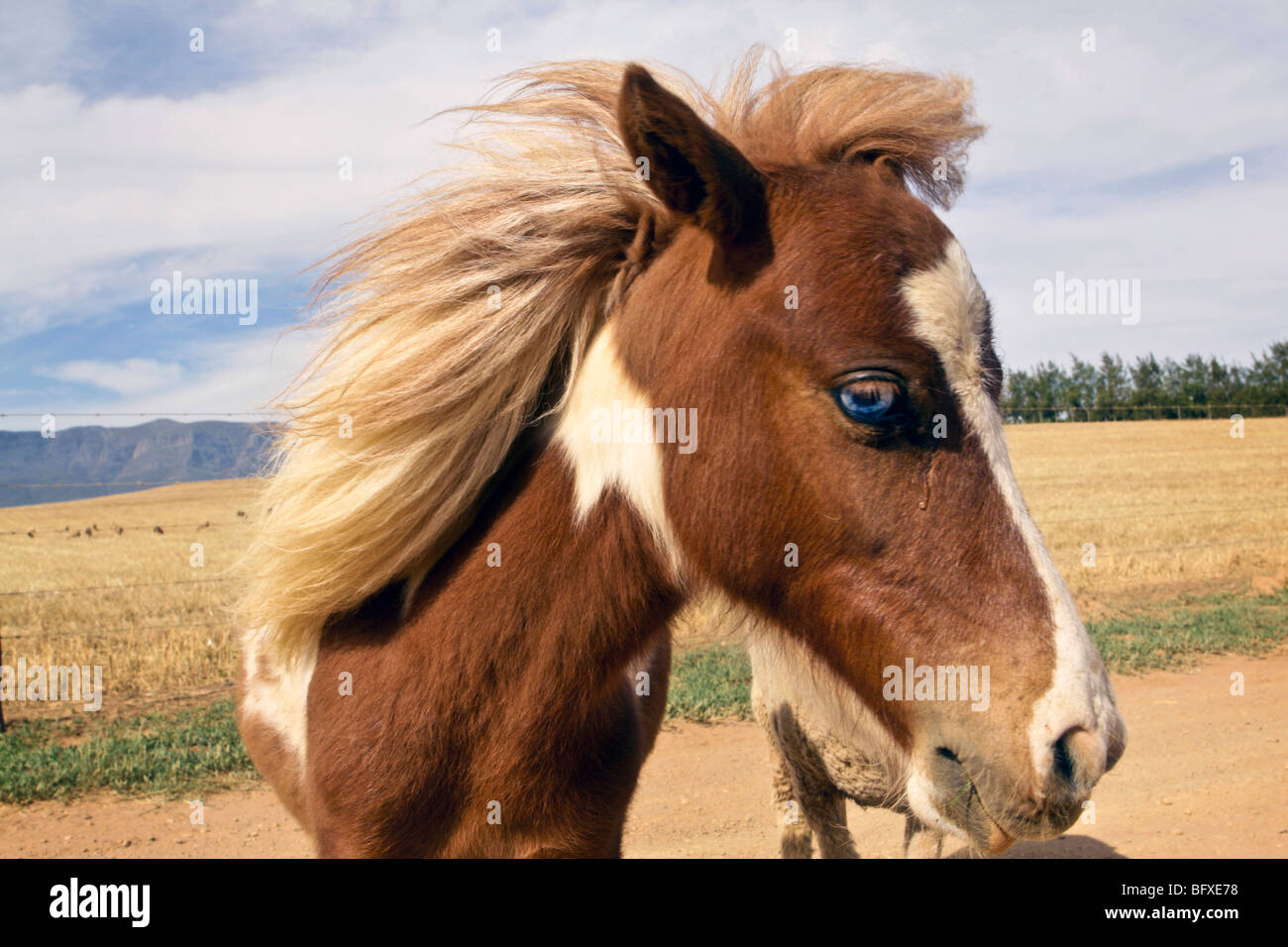 Un pony Welsh con gli occhi blu in una fattoria vicino a Ceres in Sud Africa Foto Stock