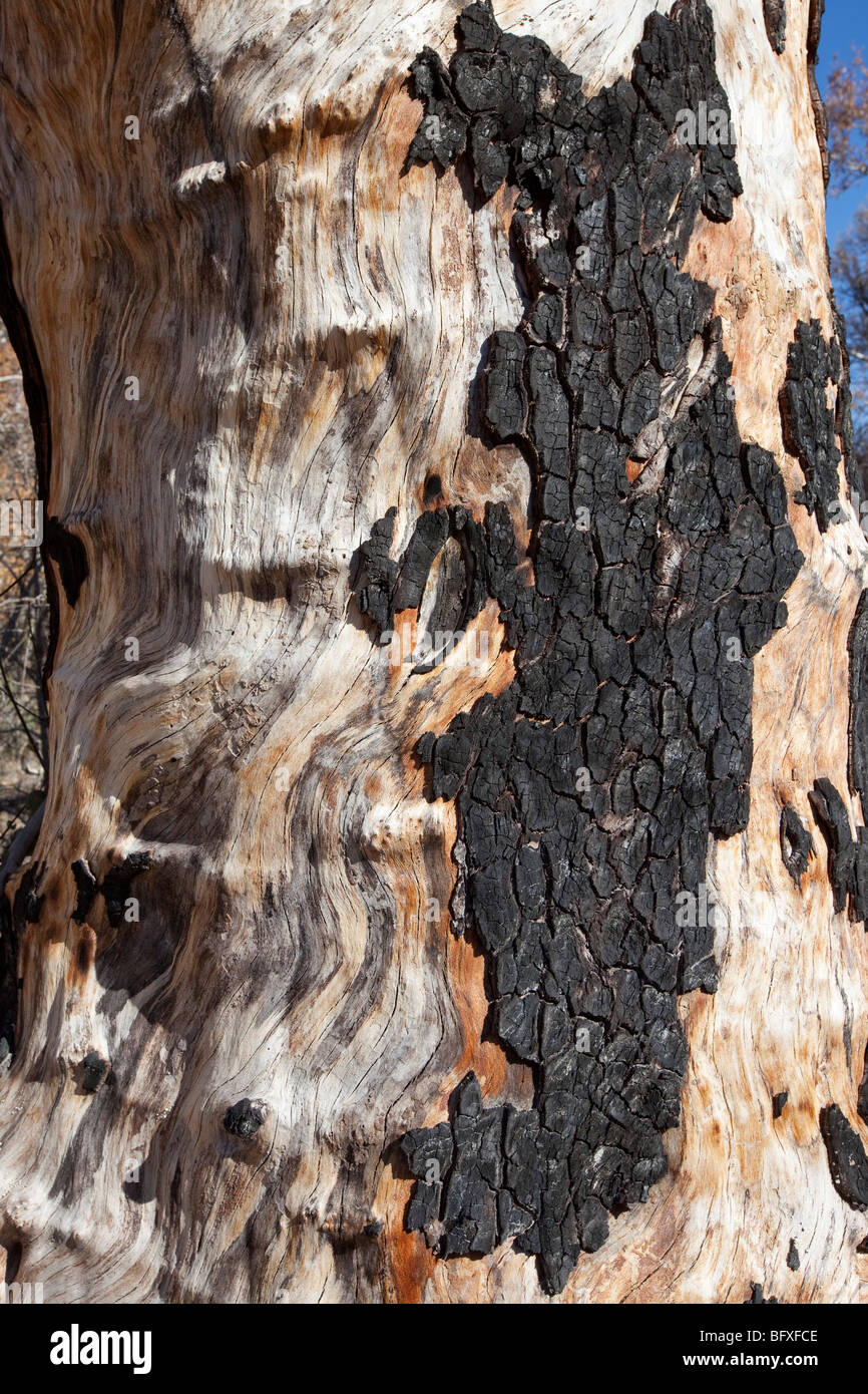 Masterizzare i danni su grandi pioppi neri americani tree, Arizona Foto Stock