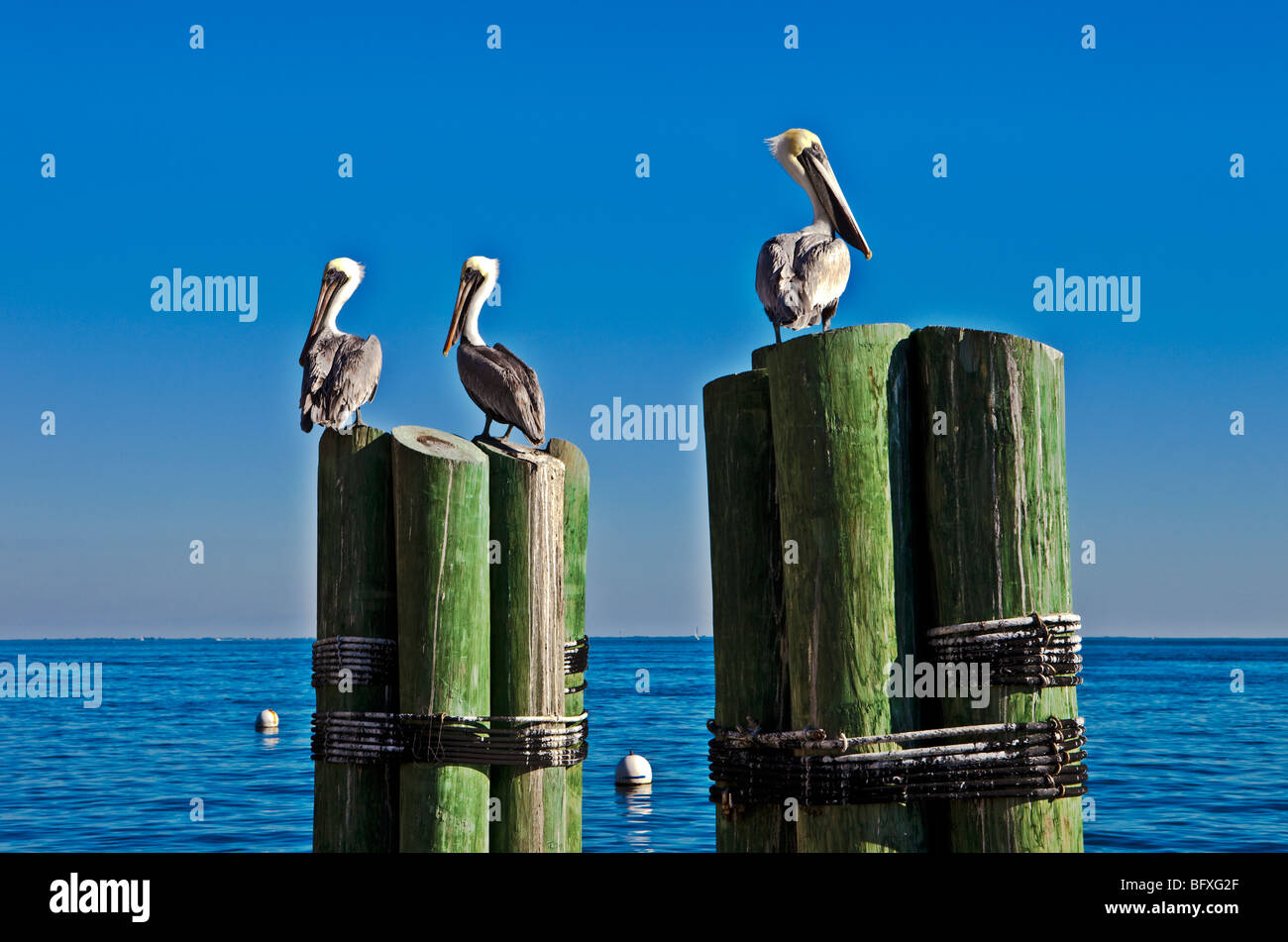 Pellicani, il Molo di San Pietroburgo, Florida Foto Stock