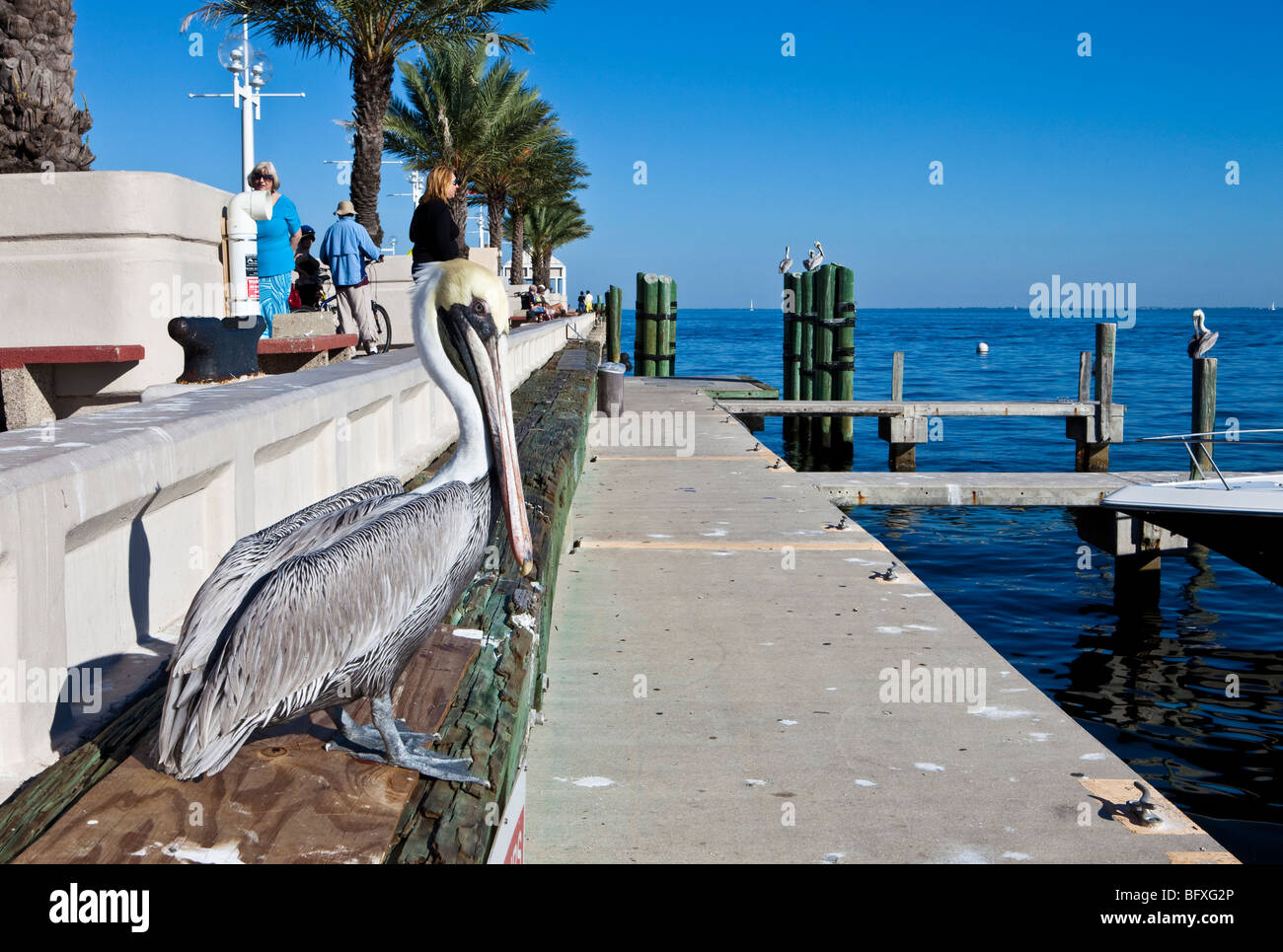 Il Molo di San Pietroburgo, Florida Foto Stock