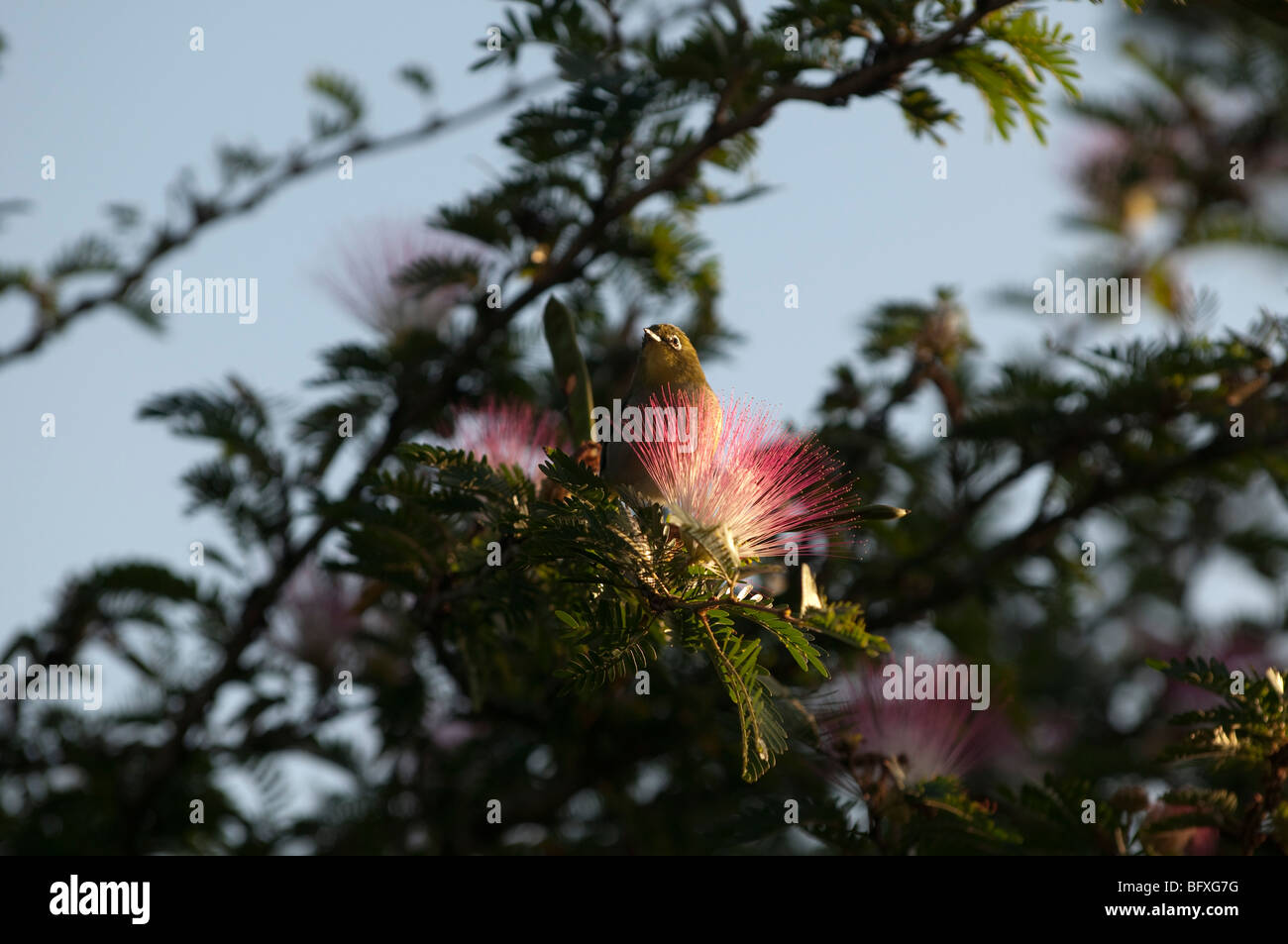 Bird in polvere Puff fiori (Calliandra surinamensis), Kauai Hawaii Foto Stock