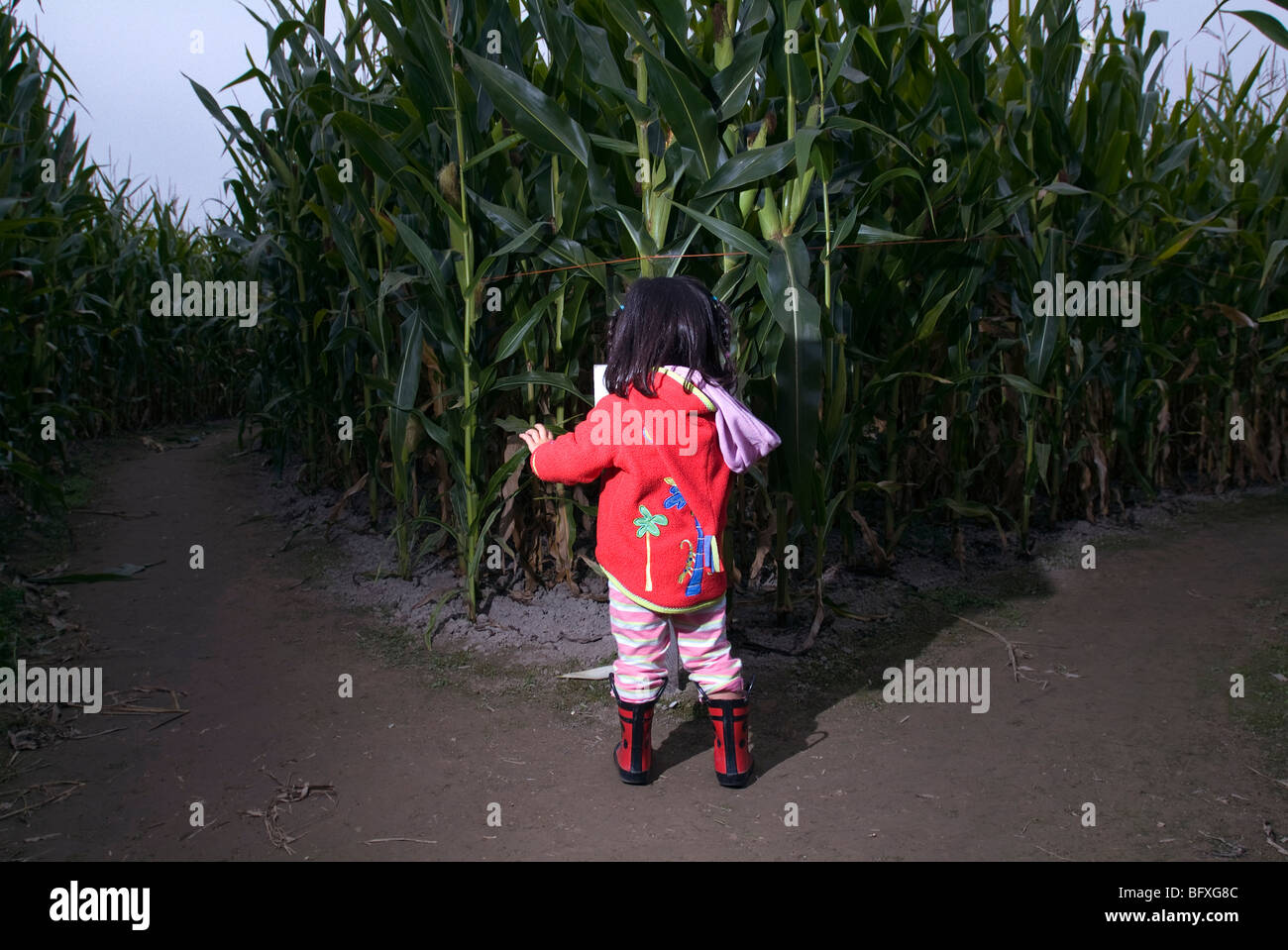 Ragazza in piedi nel centro del labirinto di mais. Foto Stock
