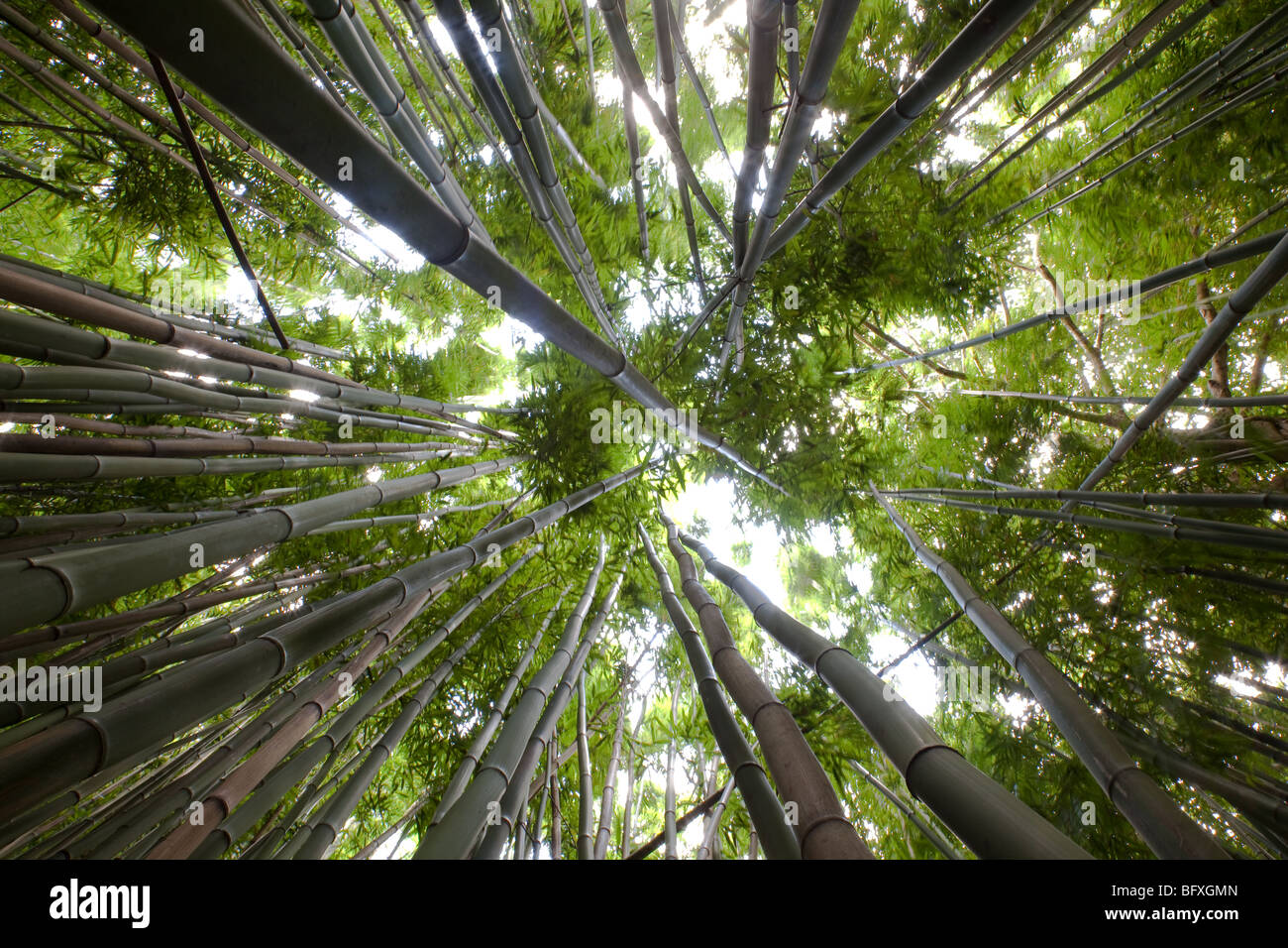 Alti giungla di bambù Foto Stock