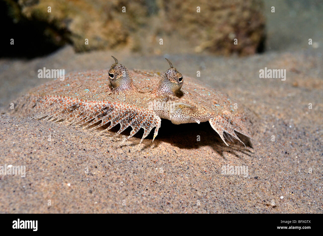 Maschio "Panther" Passera pianuzza Pesce, Bothus pantherrinus sulla sabbia, 'Red Sea' Foto Stock