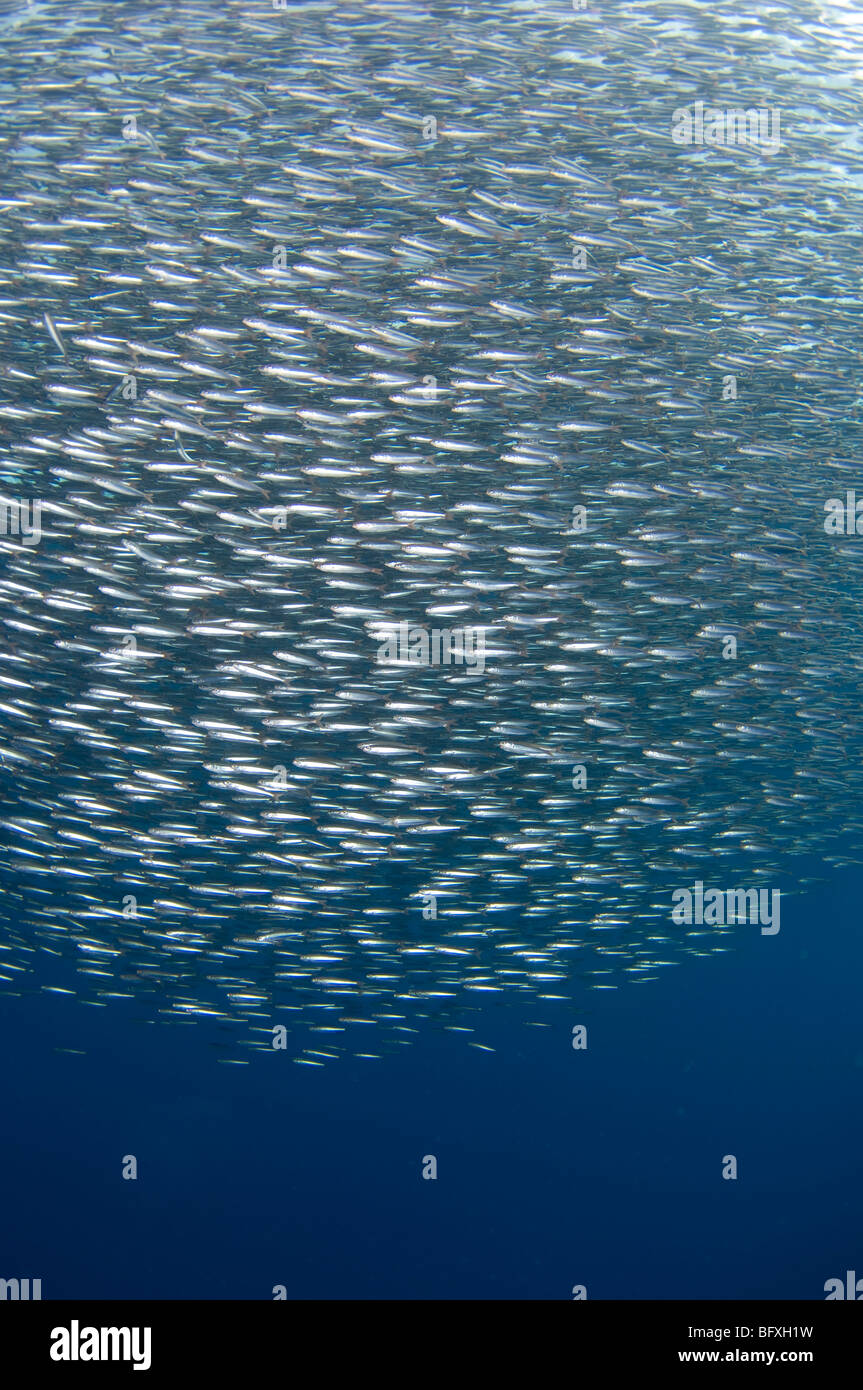 Sfera di esca di pesce in mare aperto, Kei Kecil (poco Kai Island), parte delle isole Molucche, Indonesia. Foto Stock