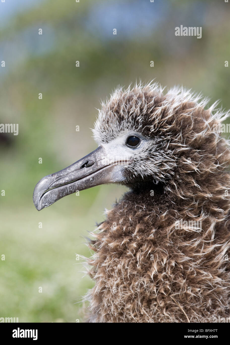 Primo piano del pulcino di Laysan Albatross, l'atollo di Midway Foto Stock