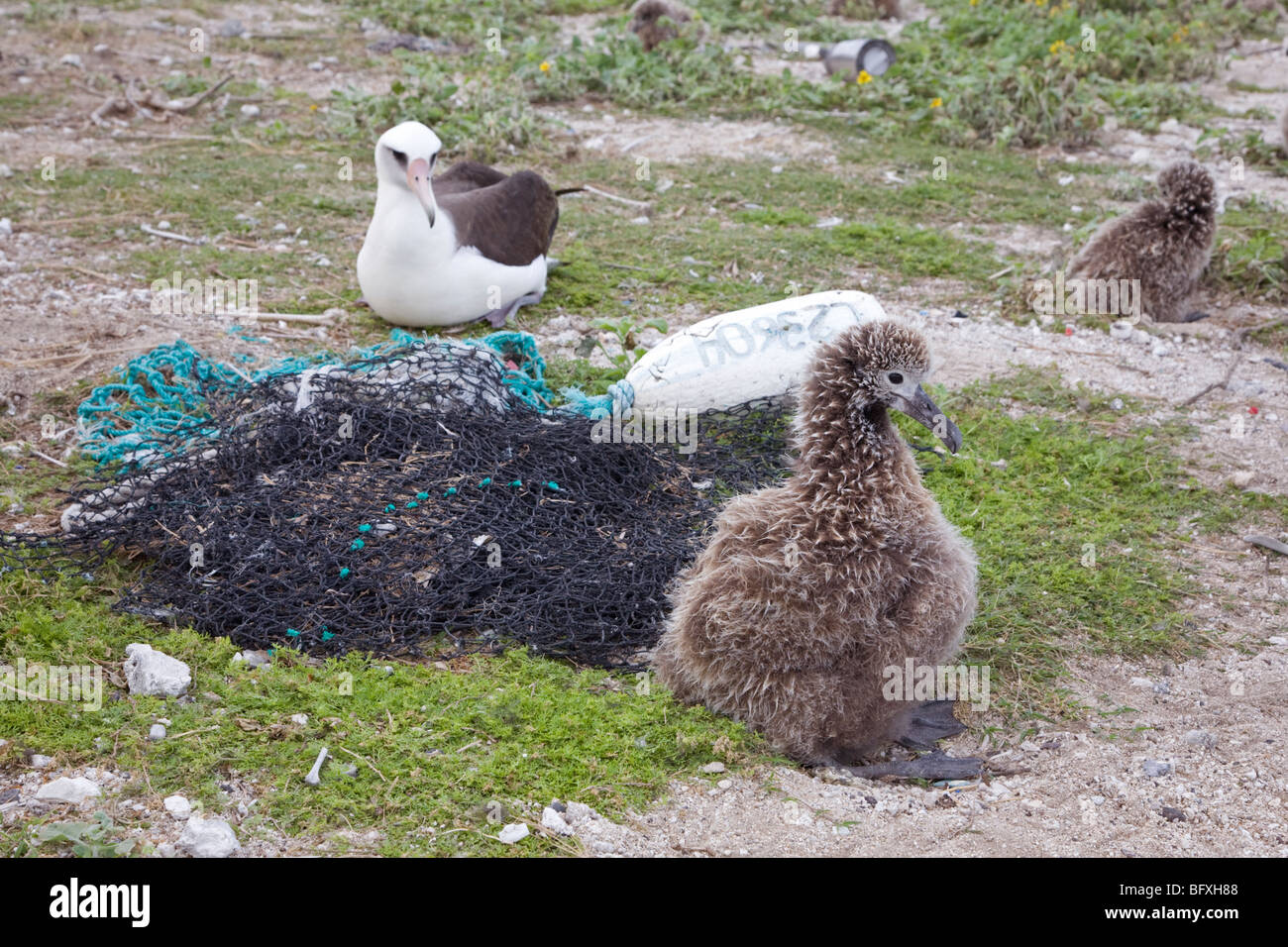 Laysan Albatross (Phoebastria immutabilis) pulcino e adulti con plastica detriti marini e reti fantasma si è incagliata su un Nord isola del Pacifico Foto Stock