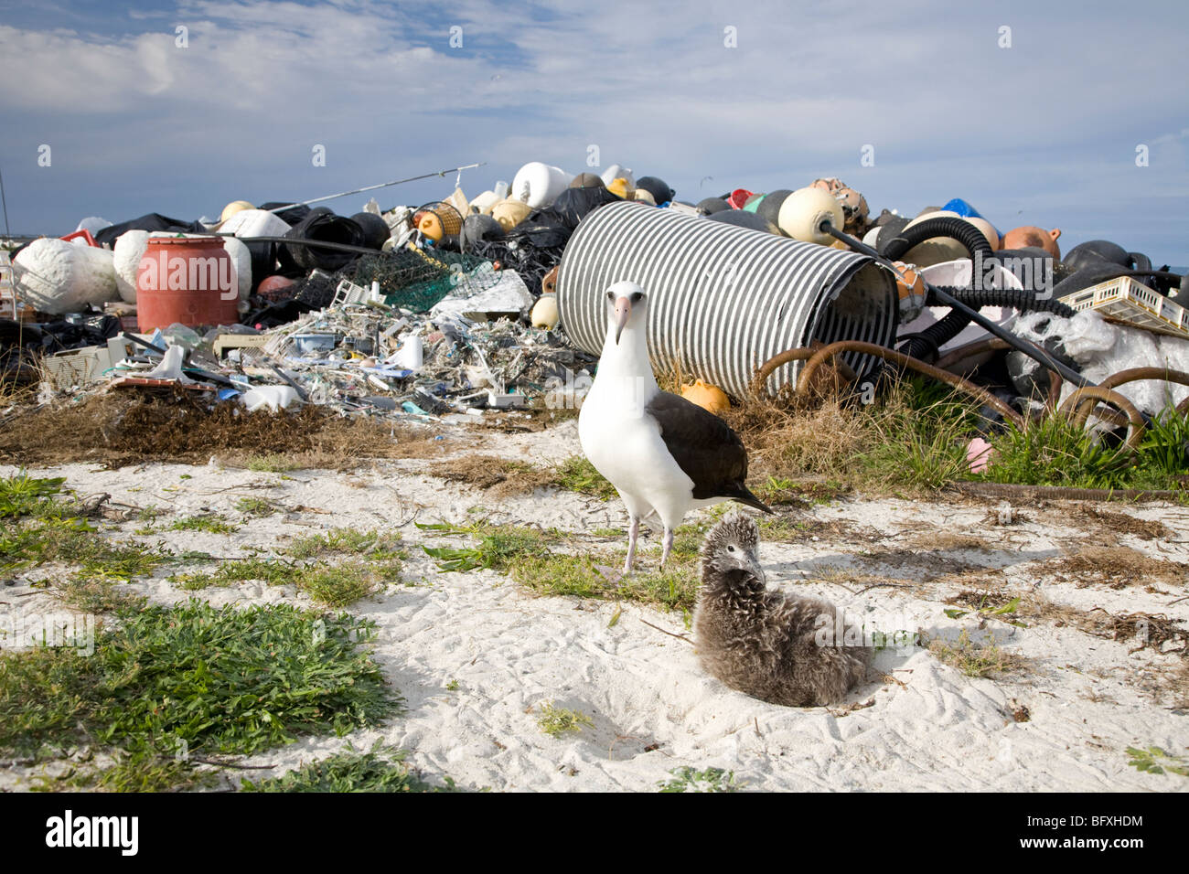 Laysan Albatross adulto e pulcino sul nido nido nudwarfed da mucchio di detriti marini raccolti sulla costa dell'Atollo di Midway da volontari, l'Oceano Pacifico del Nord Foto Stock