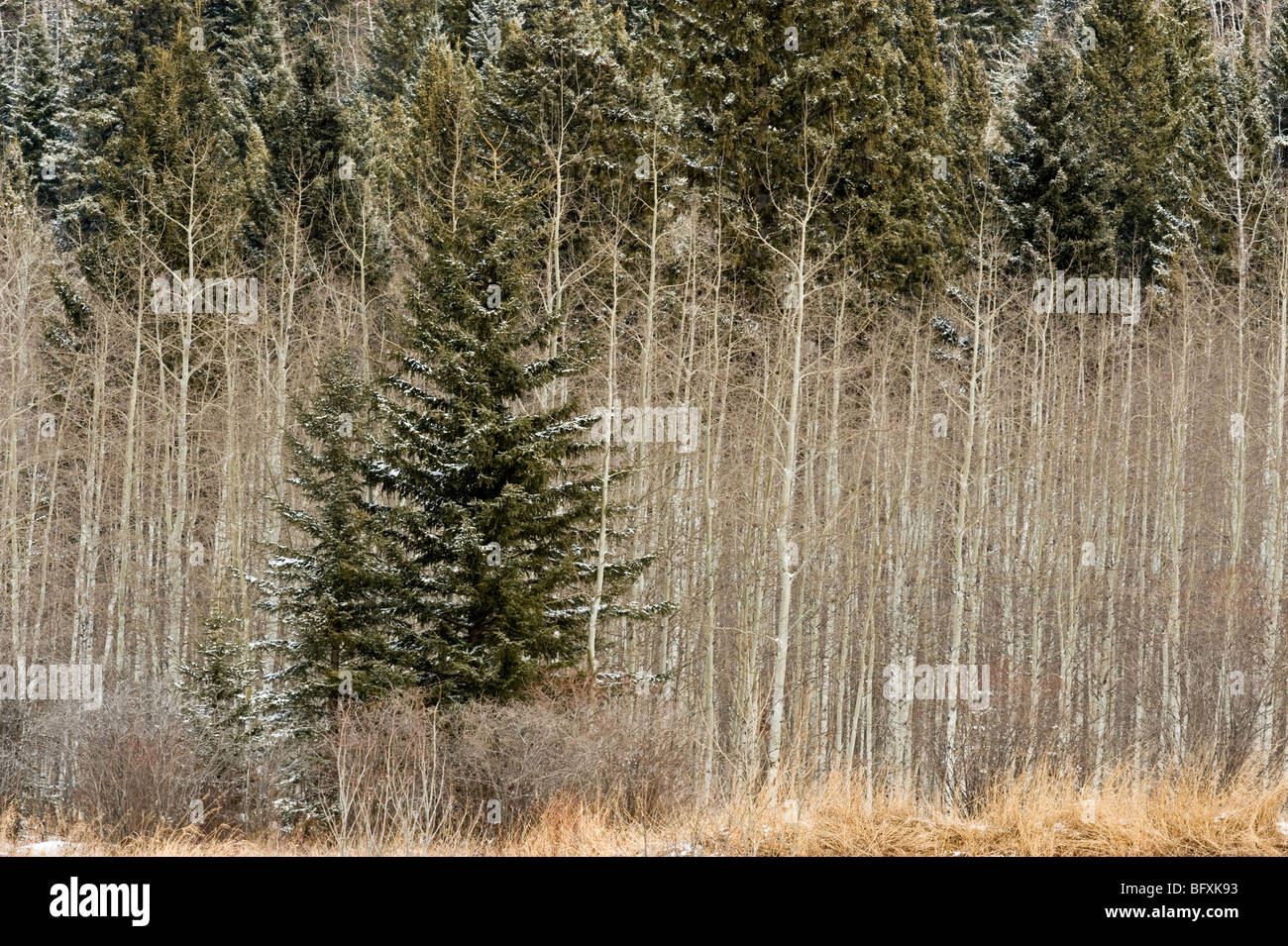 La linea di neve aspens spolverato con abeti rossi, Bragg Creek, Alberta, Canada Foto Stock