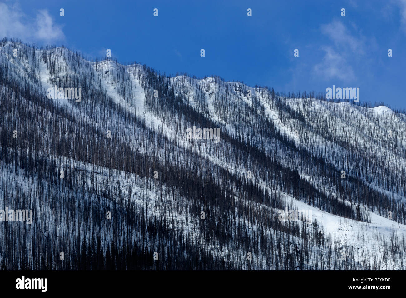 Pendii montani con lodgepole pine forest bruciato dal fuoco 2003, Kootenay National Park, BC British Columbia, Canada Foto Stock